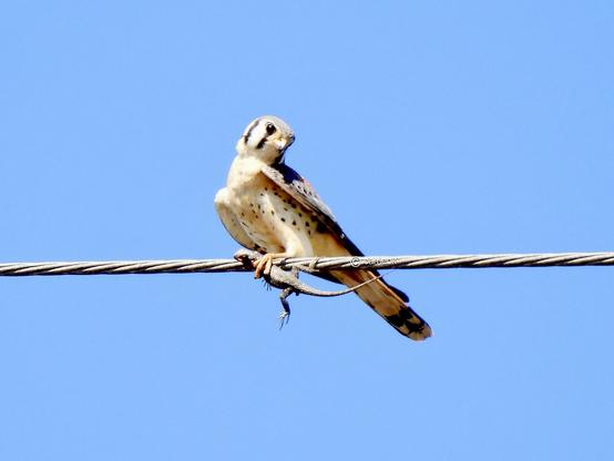 A bird perches on a power line with a lizard in its grasp against a clear blue sky.