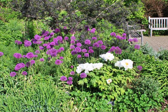 Large flower bed with a good number of large purple allium blooms behind a peony with a fewer large white blooms. There are other green plants and trees nearby. A small area with pavers and wooden benches is in the upper right corner of the shot.