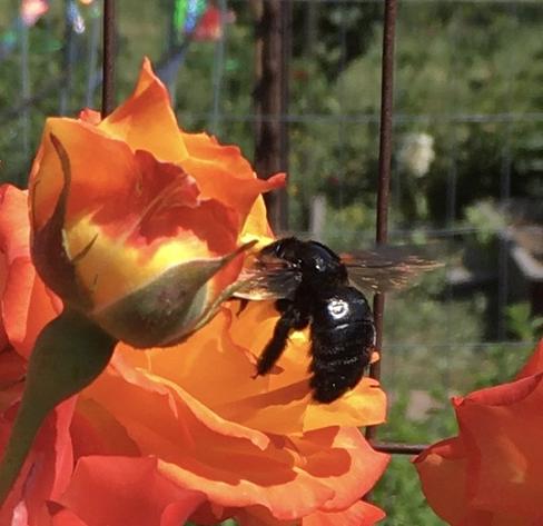 A very large, shiny black bee visits bright yellow-orange roses.