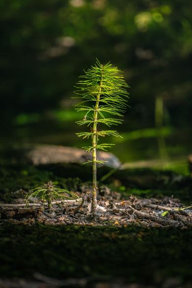 My photo of a single great horsetail in the foreground, blurry dark background separates it even more. A beam of sunlight illuminates it in the dark forest.

Fujifilm X-T4 | XF 70-300mm
