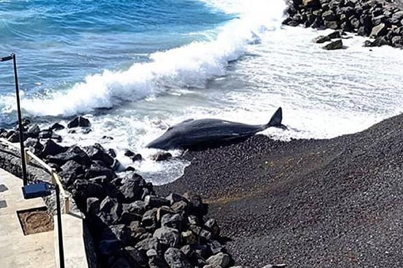 Canarian Weekly - Dead cetacean washes up on a beach in Tenerife