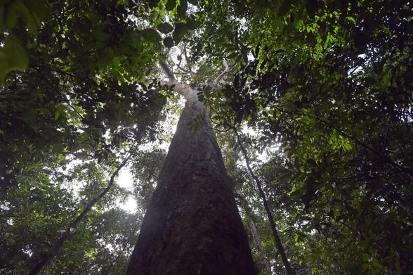 Forest Nature Preservation Panama