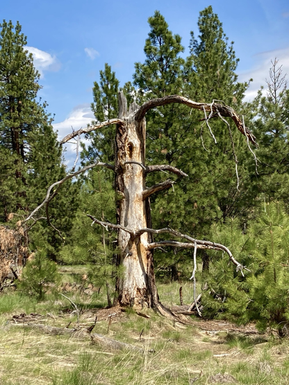 In a pine forest, a dead tree with dead branches that look like skeleton arms stands a couple of people tall, but around it are new trees that don’t stand half as tall yet. The sky is partly cloudy.
