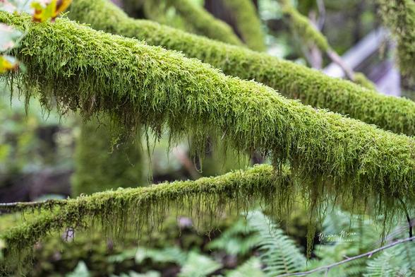 Exploring the Rainforest Sea to Sky Highway British Columbia Canada

Nestled between the towering coastal mountains and the deep blue waters of the Pacific Ocean, the rainforest along the Sea to Sky Highway in British Columbia is nothing short of breathtaking. This temperate rainforest—lush, vibrant, and alive—wraps you in a world of emerald green as you travel the winding route from Vancouver to Whistler.

Moss-draped cedars and towering Douglas firs rise like ancient sentinels, their roots anchored in the misty, fern-covered forest floor. Shafts of golden sunlight pierce through the canopy, catching the fine spray from hidden waterfalls that cascade down the rugged cliffs. The air is thick with the scent of damp earth, wildflowers, and salt from the nearby sea.

This coastal rainforest is more than just a scenic backdrop—it is a living, breathing ecosystem teeming with life. Birds call from the treetops, rivers teem with salmon in season, and black bears can sometimes be glimpsed foraging in the underbrush. Every curve of the highway reveals a new marvel: glassy fjords, mist-laced mountains, and the mesmerizing interplay of land, water, and sky.

https://fineartamerica.com/featured/exploring-the-rainforest-sea-to-sky-highway-british-columbia-canada-wayne-moran.html

#whistler #rainforest #Canada #BritishColumbia #BC #Nature #mountains #nature #hiking #rainforest #Landscape #photography #travel #travelphotography

#AYearForArt #buyintoArt