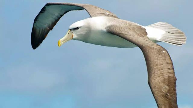 ​5 amazing facts about Albatross that soars the sky for years without touching the land​