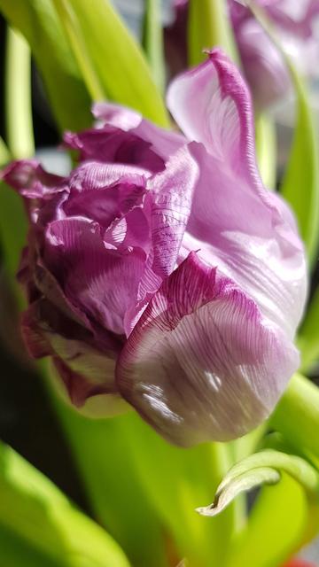 Macro of a white and purple tulip that is already fading. The petals have clearly visible purple veins and are beginning to curl at the tips and wilt. However, the tulip still radiates splendour and sublime beauty. Green leaves in the background.

🇩🇪Makro einer weiß und violetten Tulpe,  die bereits im Verblühen ist. Die Blütenblätter haben deutlich sichtbare violette Adern und beginnen sich an den Spitzen einzurollen, zu welken. Die Tulpe strahlt jedoch noch immer Pracht erhabene Schönheit aus. Im Hintergrund grüne Blätter.