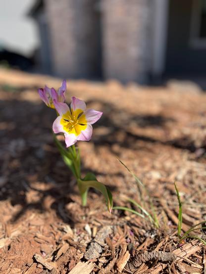 A photo of a tulip in our front yard.