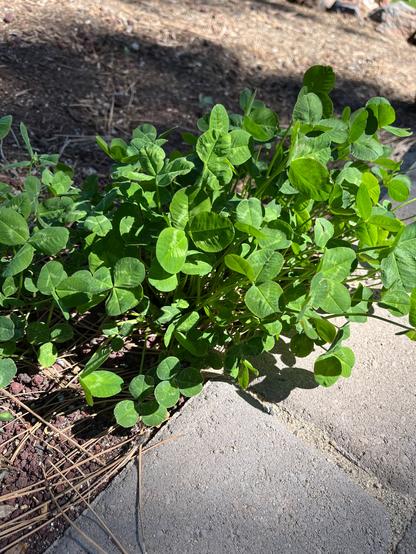 A photo of clover in our backyard.