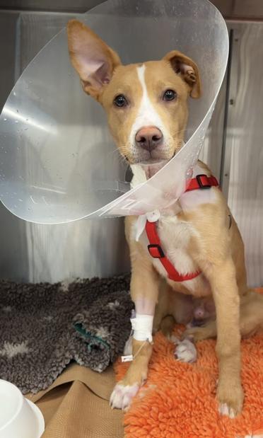 Ekko the pit bull terrier mix stands in a kennel at the hospital. he's wearing a plastic cone around his neck and theres a bandage and IV in his right front leg. His right ear is pointed up and his left is flopped down. He's looking at the camera. Ekko is mostly tan with white between his eyes, around his nose, on his neck and chest. His feet are also white. He's standing on some furry blankets.