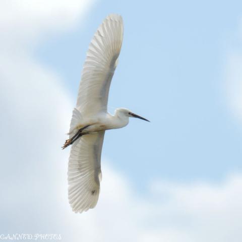 A white Little Egret gliding through the sky, surrounded by clouds