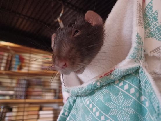 cute pet rat peering out from his hammock, but the picture's taken from below. you can see his ratty smile.