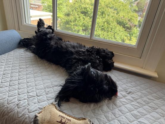 The image shows a black, shaggy dog lying on its back on a quilted white bedspread near a window. The dog is stretched out with its legs in the air, appearing relaxed and comfortable. The bed is positioned against a window with white frames, allowing natural light to illuminate the scene. Outside the window, there are green trees and a glimpse of a brick building. A worn, beige dog toy with the text "TAILS" and a deer logo is visible on the bed, near the dog's head. The dog's fur is long and fluffy, and its head is resting on the bedspread, with its tongue slightly visible. The overall setting suggests a cozy indoor environment with a view of the outdoors.

Provided by @altbot, generated privately and locally using Ovis2-8B

🌱 Energy used: 0.173 Wh