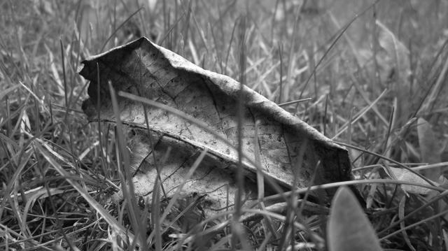 Fotografía en blancoy negro de una hoja seca caída en la hierba