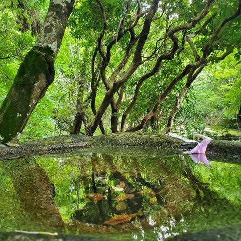 A world of green reflections in the water basin at Honen-in.