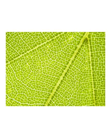 A close-up macro photograph of a bright green leaf reveals a detailed network of translucent veins. Sunlight shines through the leaf, illuminating the intricate pattern of cells and veins, creating a natural mosaic in vibrant yellow-green hues against a stark white background.