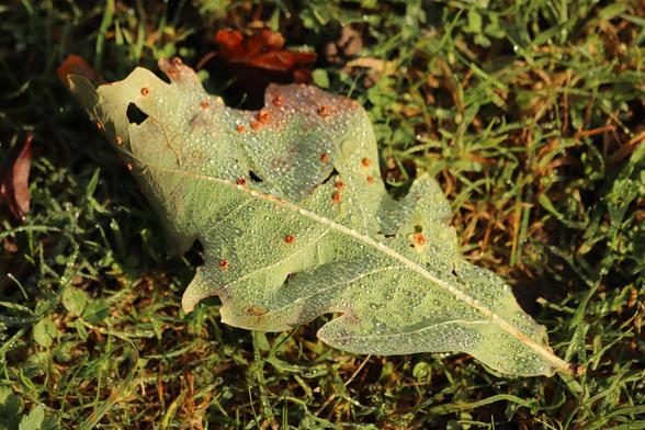a photo of an oak leaf on the grass covered in dew droplets