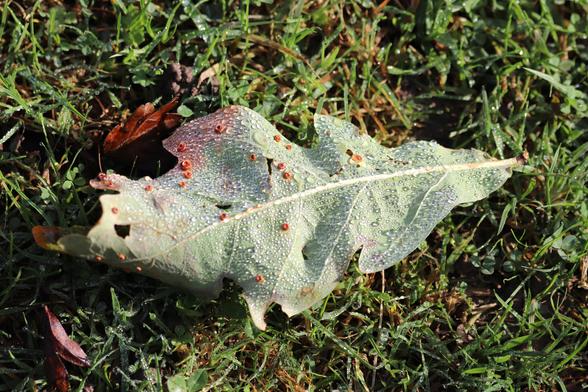 a photo of an oak leaf on the grass covered in dew droplets