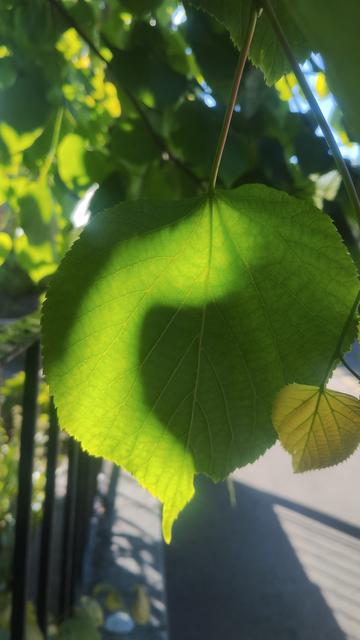 Green leaf, partly in shade, partly backlit by the morning sun