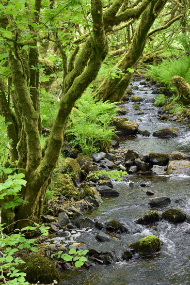Green mossy trunks, and ferns beside a stream.