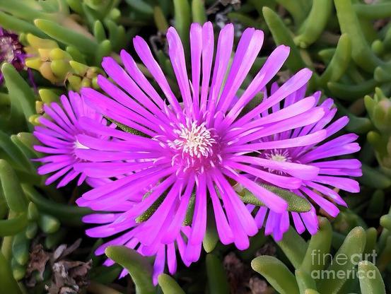 Bright pink-purple flowers are surrounded by lush green foliage, creating a vibrant and lively contrast. The petals are elongated and radiate from a central white core, showcasing a striking starburst pattern.
