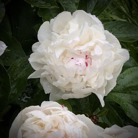 Frilly white peony with a glimpse of hot pink near the center below which is a second bloom partially realized. They are nestled in amongst leaves of dark green covered in drops and small pools of water