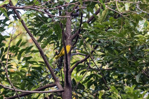 White-lored Oriole (Oriolus albiloris)
LC Least Concern
