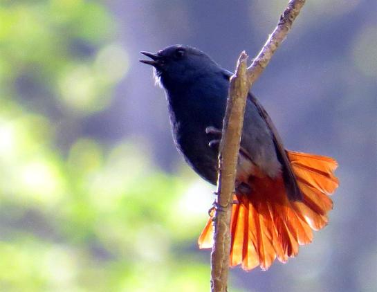 Plumbeous Redstart (Phoenicurus fuliginosus)
LC Least Concern