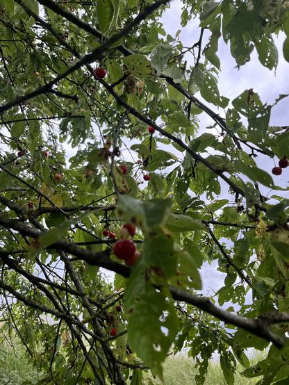 Kirschbaum mit roten Kirschen