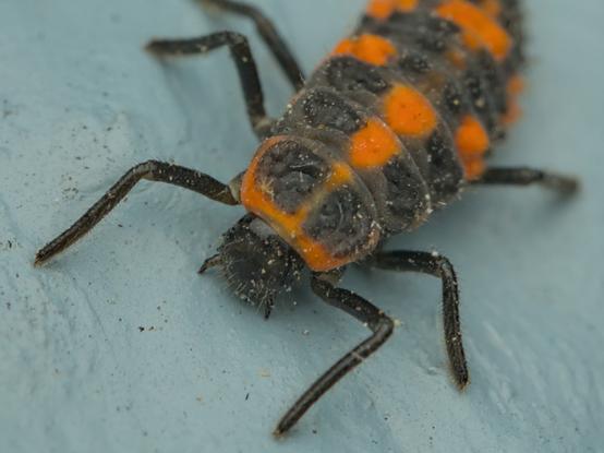 A macro photo of a lady bug or Asian lady beetle larva climbing on a wall