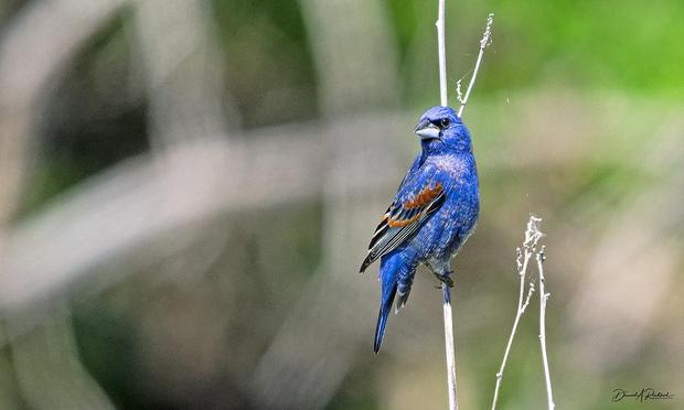 Small blue bird with large conical bill and cinnamon-colored patch on the wing, perched on a vertical grass stalk
