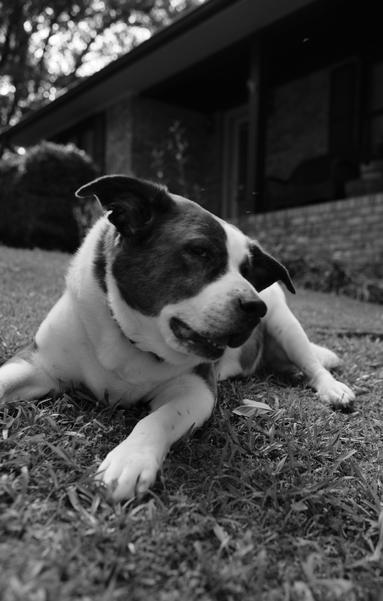 A monochrome photo of a two-toned dog lying on the ground in his yard, in front of his house, turning his head at a Southeast angle