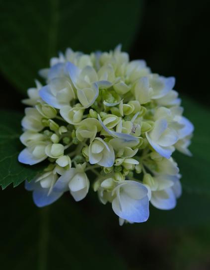 A closeup of a hydrangea blossom in multiple colors of light yellow, green, and ever so slight blue. A tiny spider hiding around the center right.