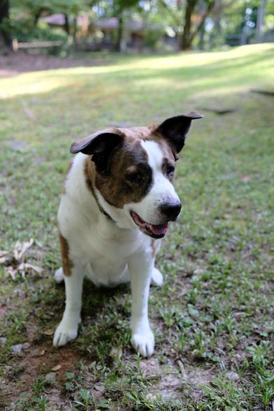A white and brown dog sitting on the ground in his yard with a little smile, trying to be cute