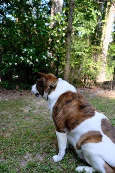 A color photo, this time, of a white and brown dog sitting on the ground in his yard, looking toward the left side of the screen. Behind him is a gardenia bush with white blossoms