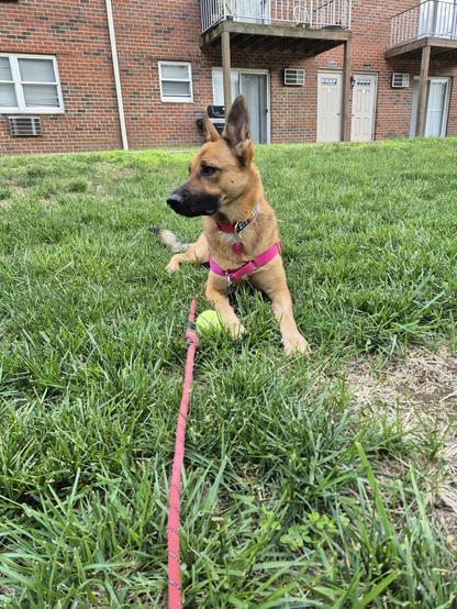 Artemis in the yard guarding her ball