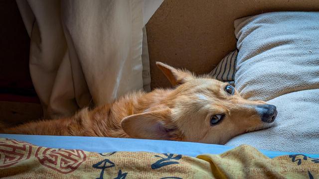 Moxxi the corgi is laying down between a window and a bed mattress. She's on the floor but her head is resting on her white dog bed. She's looking at the camera.