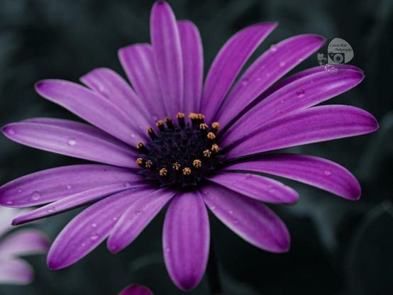 a macro photo by rayne of a vibrant purple african daisy with little yellow bits of pollen on top of black stamens in the center.