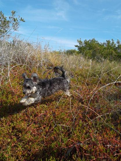 Outdoor action shot of a small, shaggy gray dog leaping through a patch of ice-plant amid the coastal scrub. Her ears and tail are all up in the air and her coat is moving in every direction