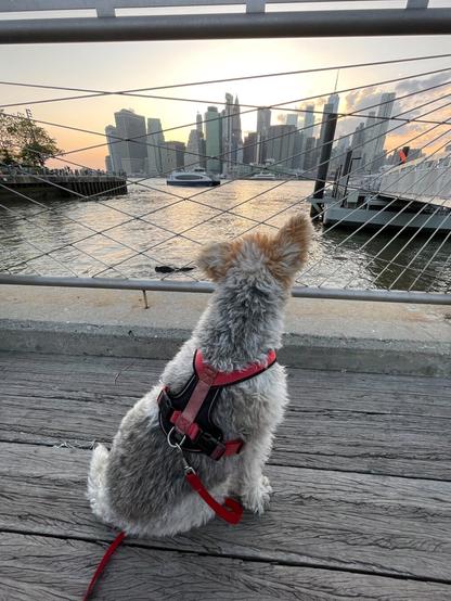 A dog sits on the pier at Brooklyn Bridge Park at sunset, looking across the East River toward to skyline of southern Manhattan.
