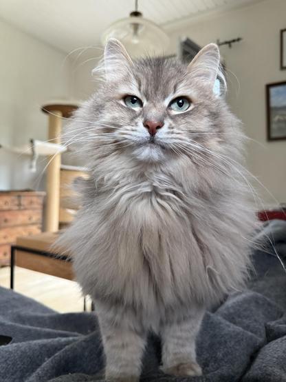 Closeup of a grey Siberian cat standing with his front towards the camera on a grey wool blanket. He is looking directly and intently at the person behind the camera, ears erect. Maybe the human has treats. His chest fur is quite fluffy.