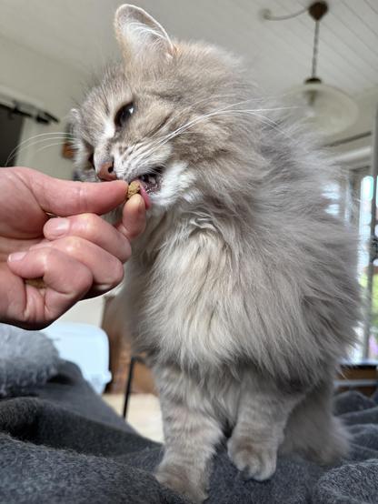 Closeup of a grey Siberian cat standing with his front towards the camera on a grey wool blanket. He is eating a treat being served by a human hand in the left side of the photo.