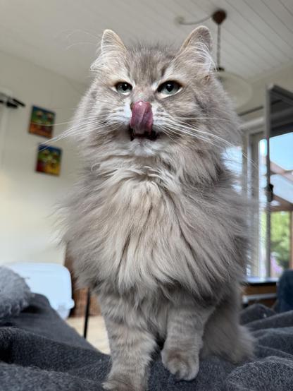 Closeup of a grey Siberian cat standing with his front towards the camera on a grey wool blanket. Having just eaten a treat, he is licking his nose. The tongue is reaching quite far above his snout. He is again looking directly at the person behind the camera. Could more treats be on their way?