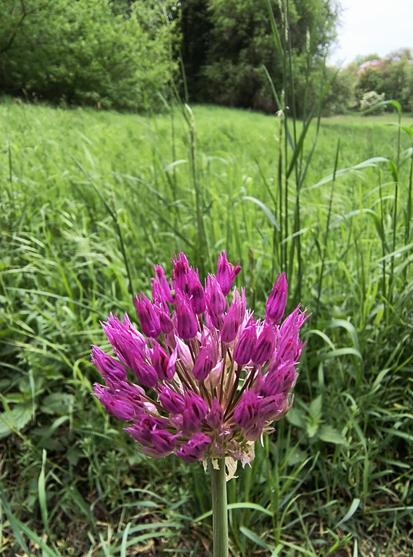 Eine saftig grüne Wiese, auf der vorne ein Blume mit einem geraden, kräftigen Stengel und einer runden, pinkfarbenen Blüte, die aus vielen kleinen Miniblüten an Ministengelnbbesteht, ins Bild ragt. Im Hintergrund sind Bäume und ein Stück Himmel zu sehen.

A lush green meadow on which a flower with a straight, strong stem and a round, pink-coloured blossom consisting of many small miniature flowers on miniature stems sticks out into the picture. Trees and a piece of sky can be seen in the background.