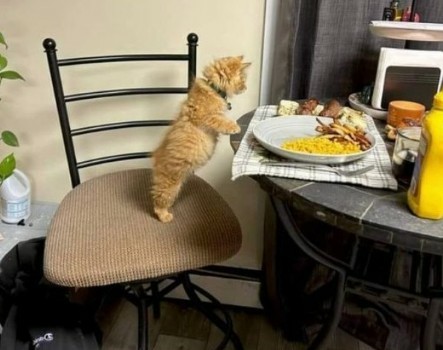 Caturday kitty having breakfast.