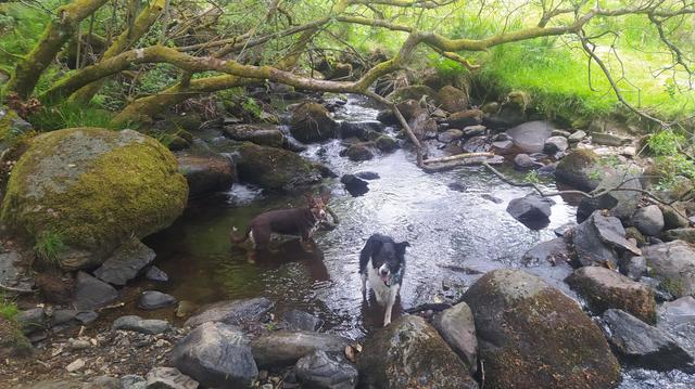 Nettle and Mwsog/Moss in a small pool in a boulder strewn stream..