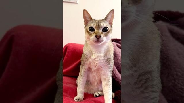 たぬき猫を抱え込んでペロペロむはむはしすぎて逃げられちゃったシンガプーラなのにゃ♪ #cat #シンガプーラ #トンキニーズ#たぬき猫#singapura#tonkinese