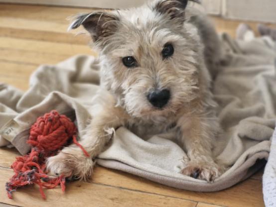 Un petit chien blanc aux poils hisurtes est assis sur un linge beige, sur le parquais d'un salon. Son jouet rouge est posé près de lui, un gros noeud en corde rouge.