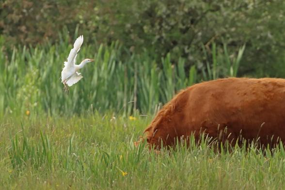 a large white bird is flying towards a large ginger highland cow with it's head down grazing in the long grass with a view to landing on its back