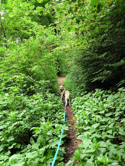 Ein schmaler Pfad führt durch dichten Wald. Auf beiden Seiten viel Gebüsch und Bäume. Ein Hund steht im Mittelpunkt und sieht zurück.