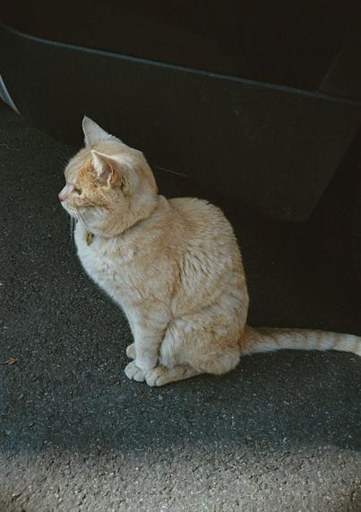 집고양이 '아지'가 도로에 꼿꼿한 자세로 앉아 어딘가를 바라보고 있는 옆 모습.